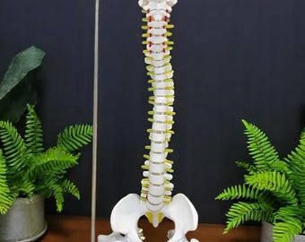 Unique Handmade Human Anatomy Spine Model 45cm—Anatomical Vertebral Column with Stand,Perfect for Medical Study,Anatomy Education,Decoration