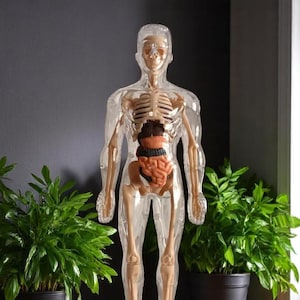 Modelbouwpakket voor menselijke anatomie - 30-delig afneembaar model van torso en skelet van een medisch orgaan voor wetenschappelijk leren in de klas, in het laboratorium en thuisonderwijs - handgemaakt