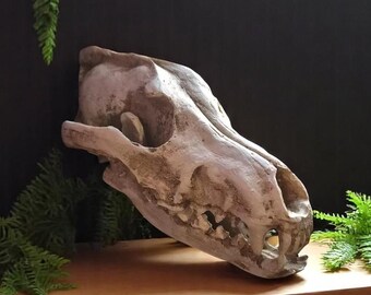 Realistic Resin Wolf Skull – Handmade Gothic Decor, Faux Taxidermy Sculpture, Horror Prop, Curio Cabinet Accent, Unique Gift for Collectors