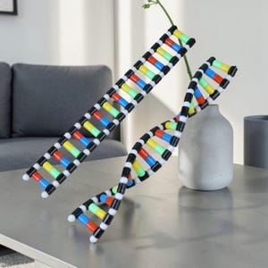 DNA Double Helix Structure Model – Detailed 3D Biology Teaching Tool for Classroom, Science Education, and Student Learning Display, Gift