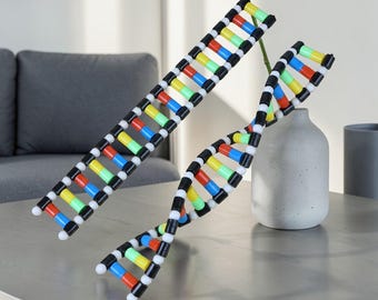 DNA Double Helix Structure Model – Detailed 3D Biology Teaching Tool for Classroom, Science Education, and Student Learning Display, Gift