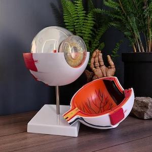 Puede incluir: Modelo anatómico de un ojo humano, mostrando la córnea, el iris y el cristalino. El modelo es blanco con detalles rojos y naranjas, montado sobre una base blanca. Una sección separada revela la estructura interna.