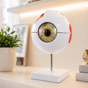 Könnte beinhalten: Ein anatomisches Modell eines menschlichen Auges mit weißer Sklera, einer detaillierten Iris in Gelb- und Grüntönen sowie einer schwarzen Pupille. Das Modell ist auf einem silbernen Metallstab befestigt, der auf einem quadratischen weißen Sockel steht.