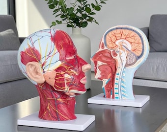 Human Skull Anatomy Model with Muscles & Neurovascular Structures – Head and Brain Educational Study Model, Gift