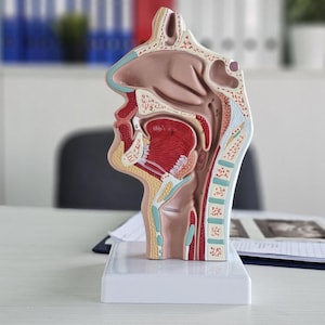 Może przedstawiać: Szczegółowy model anatomiczny głowy i szyi człowieka, przedstawiający jamę nosową, usta i gardło. Model jest wielokolorowy, z czerwonymi, brązowymi i niebieskimi odcieniami, i jest zamontowany na białej podstawie. Prawdopodobnie służy do celów edukacyjnych lub medycznych.
