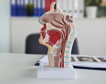 Anatomical head model with lateral vascular and nerve structure – nasopharyngeal, oral, nasal and throat cavity teaching model, Gift