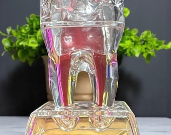 Unique Handmade Transparent Dental Anatomy Model—Decomposable Teaching Tool for Dental Students, Medical Training,Office Display, Desk Decor