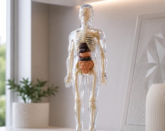 May include: A clear plastic anatomical model of a human body featuring a visible beige skeleton and internal organs in shades of brown, orange, and pink. The figure stands upright, displaying the rib cage, spine, and abdominal organs clearly.