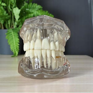 May include: A clear plastic model of a human jaw with white teeth. The model is on a light wood surface.