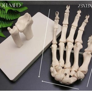 Puede incluir: Modelo anat&oacute;mico detallado de una mano y mu&ntilde;eca humanas, mostrando la estructura &oacute;sea. El modelo blanquecino incluye huesos individuales, con dimensiones de aproximadamente 23 x 13 x 6 cm. El texto "MODELMED" es visible.