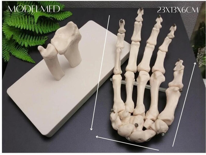 Puede incluir: Modelo anat&oacute;mico detallado de una mano y mu&ntilde;eca humanas, mostrando la estructura &oacute;sea. El modelo blanquecino incluye huesos individuales, con dimensiones de aproximadamente 23 x 13 x 6 cm. El texto "MODELMED" es visible.