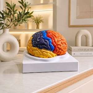 May include: A multi-colored anatomical brain model featuring distinct sections in yellow, dark purple, bright blue, red, and orange. The brain model is mounted on a smooth, white, square-shaped base, providing a clear display of the cerebral structure.