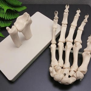 Puede incluir: Modelo anat&oacute;mico detallado de un esqueleto de mano humana, que muestra huesos y articulaciones individuales. El modelo es de color blanquecino y est&aacute; colocado sobre una superficie oscura, con un modelo separado de los huesos de la mu&ntilde;eca sobre una base rectangular blanca.