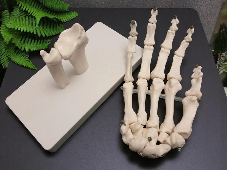 Puede incluir: Modelo anat&oacute;mico detallado de un esqueleto de mano humana, que muestra huesos y articulaciones individuales. El modelo es de color blanquecino y est&aacute; colocado sobre una superficie oscura, con un modelo separado de los huesos de la mu&ntilde;eca sobre una base rectangular blanca.