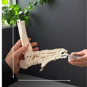Puede incluir: Modelo anat&oacute;mico detallado de un pie humano, mostrando los huesos en color blanco roto. El modelo es sostenido por una persona, con dimensiones de 24x23x12cm. El logotipo de Modelmed es visible en la esquina superior izquierda.