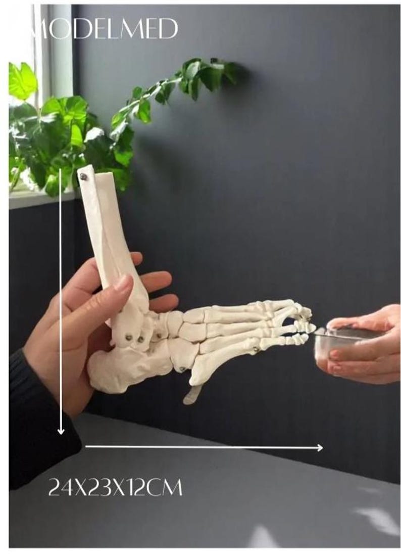 Puede incluir: Modelo anat&oacute;mico detallado de un pie humano, mostrando los huesos en color blanco roto. El modelo es sostenido por una persona, con dimensiones de 24x23x12cm. El logotipo de Modelmed es visible en la esquina superior izquierda.