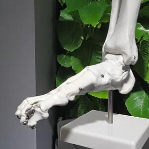 Puede incluir: Un modelo anat&oacute;mico de pie blanco, que muestra los huesos y las articulaciones. El modelo est&aacute; montado sobre una base blanca con una varilla de soporte met&aacute;lica. El fondo presenta un exuberante follaje verde.