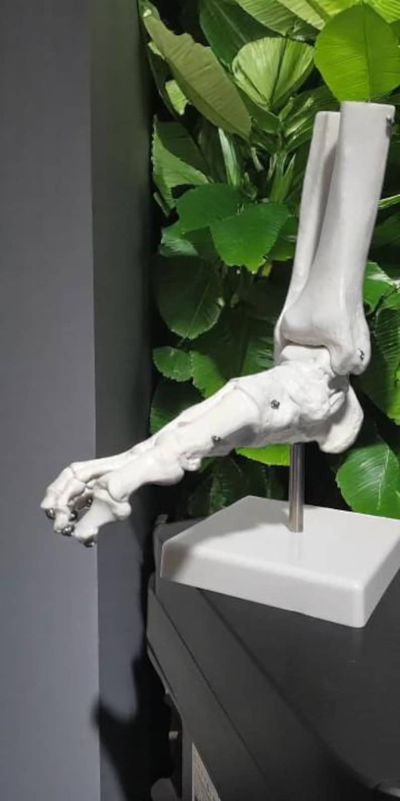 Puede incluir: Un modelo anat&oacute;mico de pie blanco, que muestra los huesos y las articulaciones. El modelo est&aacute; montado sobre una base blanca con una varilla de soporte met&aacute;lica. El fondo presenta un exuberante follaje verde.