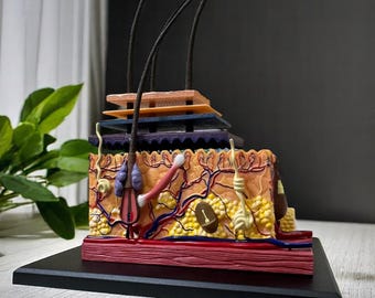 Unique Handmade Human Anatomy 4D Skin Model—Organ, Hair Follicle Puzzle, Educational Anatomy Teaching Tool, Scientific Decor & Perfect Gift