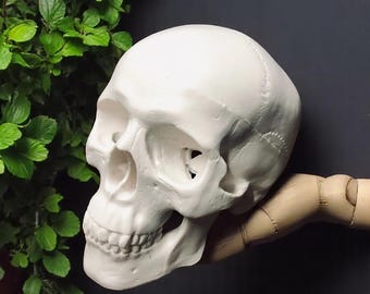 Unique Handmade Anatomy Human Skull Model — High-Quality Medical Skull Head, Perfect for Teaching, Anatomy Enthusiasts & Perfect Gift Idea
