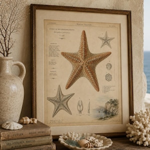 Könnte beinhalten: Ein gerahmter Druck im Vintage-Stil zur Naturgeschichte mit detaillierten Illustrationen von Seesternen, beschriftet mit dem Text "Histoire Naturelle" und "Etoile de mer mediterraneenne" auf beigem Hintergrund mit wissenschaftlichen Beschreibungen.