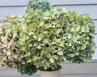 Dried Hydrangea Flowers - Bouquet - Eight Real Stems - Wedding, Decor