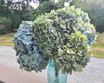 Dried Hydrangea Flowers and Stems - Bouquet - Rustic Decor - Wedding 2026 Season