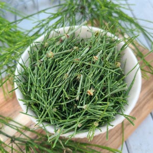 Dried Horsetail- Equisetum arvense - 2025 Season - USA Grown