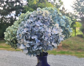Dried Hydrangea Flowers and Stems - Three Piece Bouquet - Rustic Decor - Wedding