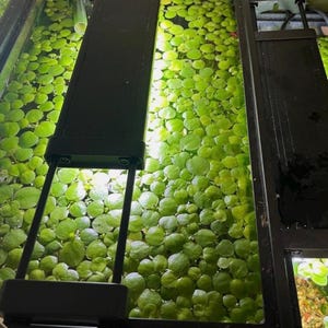 May include: A close-up view of an aquarium filled with small, round, green aquatic plants. The plants cover the water's surface. A black light fixture is positioned above the plants, providing illumination. The aquarium has a black frame.