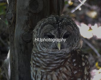 Wildlife Photography Barred Owl Owl Photo Bird Photo Bird Photography Barred Owl Photo