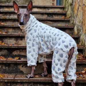 Peut inclure: Un chien sans poil portant une combinaison en polaire blanche et grise à motif de cœur. Le chien est debout sur un escalier en béton.
