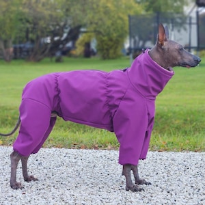 May include: A purple dog jumpsuit with a high collar and full leg coverage. The dog is standing on a gravel surface, with a green lawn and trees in the background. The jumpsuit appears to be made of a waterproof material.