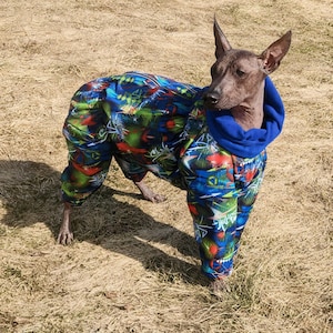 May include: A hairless dog wearing a blue hooded jumpsuit with a vibrant graffiti-style pattern in green, red, and white. The dog is standing on dry grass in natural sunlight.
