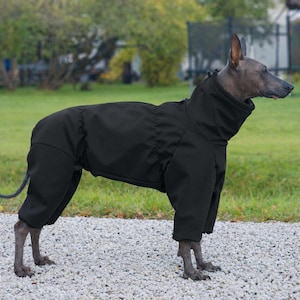 May include: A black dog jumpsuit, designed to cover the dog's body, legs, and neck. The jumpsuit is made of a smooth, possibly waterproof material. The dog is standing on a gravel surface with a green grassy background.