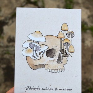 Skull with Magic Mushrooms watercolor print, DEADHEAD - Psilocybe cubensis, mexicana Vintage Scientific Illustration, Botanical wall art