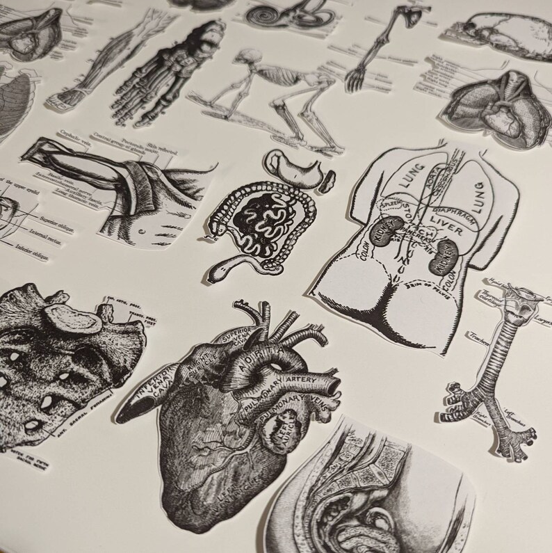 Anatomy Medical Illustrations PRINTABLE Set 1 ~~ Print at Home Set of ...