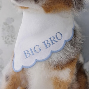 May include: A white dog bandana with a scalloped edge and the embroidered text "BIG BRO" in light blue. The bandana is around the neck of a dog with a multi-colored coat of brown, white, and gray fur.
