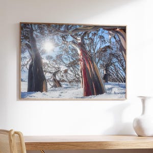 May include: A framed print of a snowy landscape featuring tall trees with colorful bark. The sun shines brightly through the branches, creating a vibrant and scenic view. The artwork is displayed on a white wall above a wooden desk.