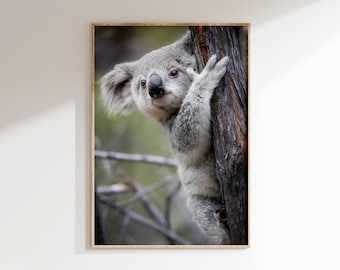 Koala-Druck | Magnetinsel Wildtiere | Fine Art Naturfotografie