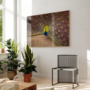 Peacock Portrait Print | Front-On Exotic Bird Photography | Fine Art Nature Photography