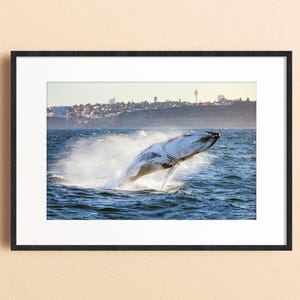 Humpback Whale Breach Print, Sydney Harbour Wildlife Photography, Australian Marine Life Art, Whale Watching Moment, Matthew Lyall Fine Art