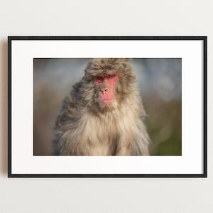 Ritratto di scimmia delle nevi giapponese, fotografia naturalistica di Kyoto, arte del macaco dalla faccia rossa, primate contemplativo, fauna selvatica, belle arti di Matthew Lyall
