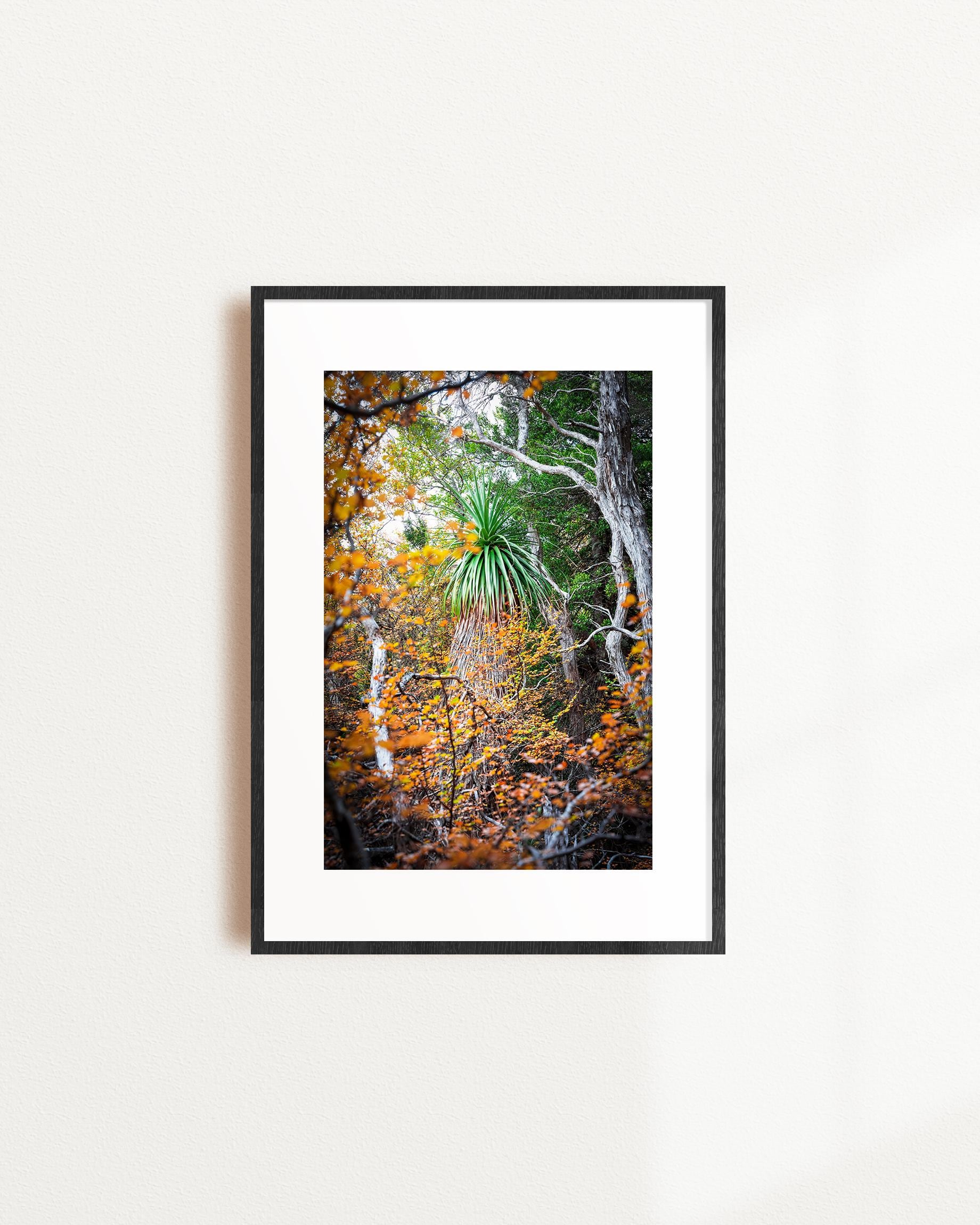 Mt Field Fagus Print: Tasmania Autumn Forest Photography