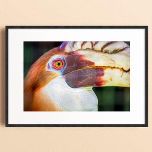 Stampa di bucero della Papua Nuova Guinea, fotografia di uccelli esotici, arte della fauna selvatica tropicale, primo piano di un becco colorato, stampa di uccello, belle arti di Matthew Lyall