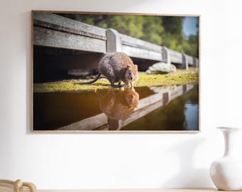 Impresión de reflejo de quokka / Vida silvestre de la isla Rottnest / Fotografía artística de la naturaleza
