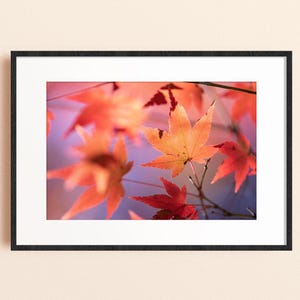 Japanese Maple Print, Autumn Leaf Photography, Red Orange Fall Wall Art, Nature Close-Up, Botanical, Seasonal Decor, Matthew Lyall Fine Art