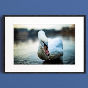 Ritratto di cigno norvegese, fotografia di gocce d'acqua serene, arte del lago Stavanger, primo piano di un uccello bianco, fauna selvatica, belle arti di Matthew Lyall