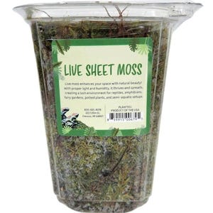Live Sheet Moss in Quart Container – Medium Portion