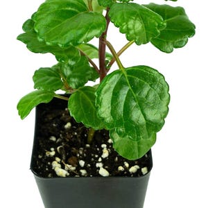 Plectranthus australis - Swedish Ivy (Green)